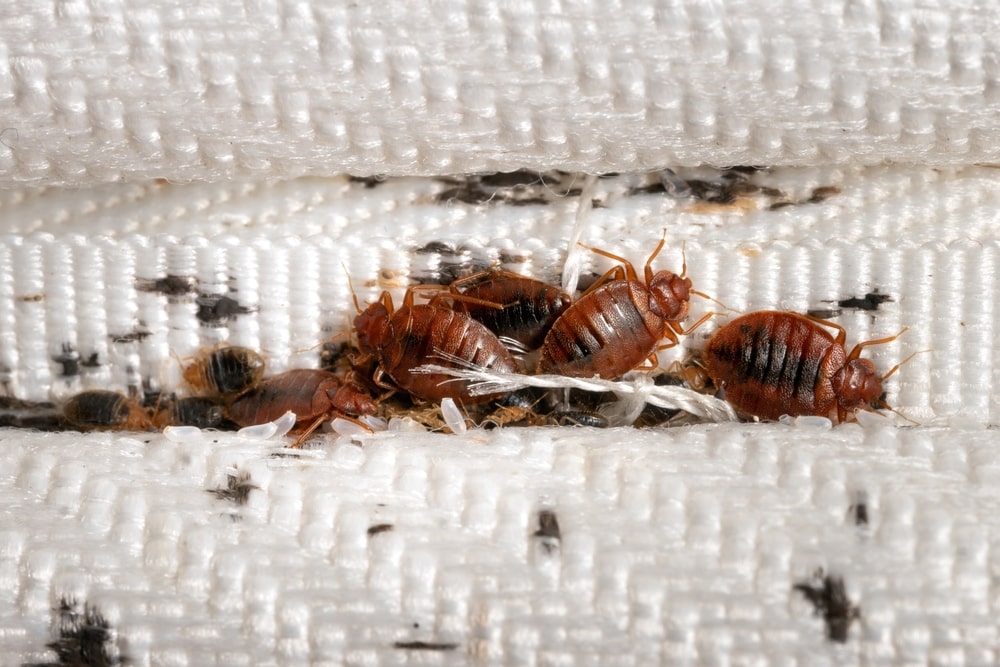 How Heat Kills Bed Bugs-min