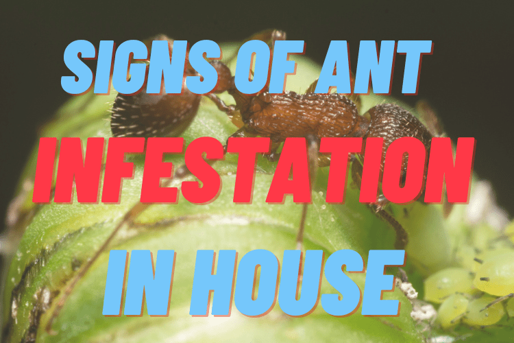 signs of ant infestation